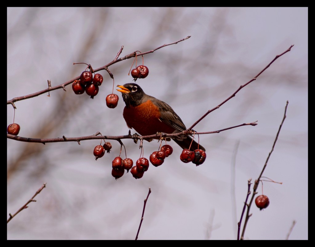 Nature’s Musings During A Winter&nbsp;Picnic