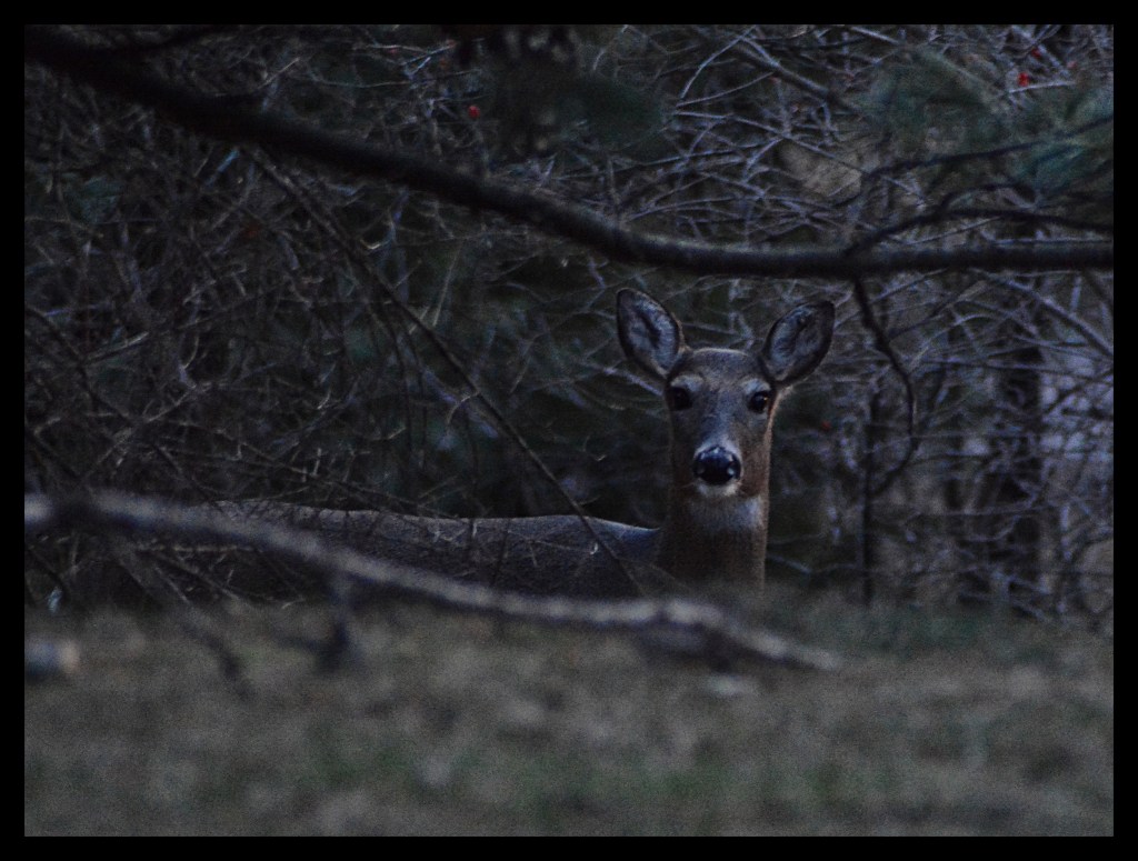 Nocturnal Animals – Six Word Story