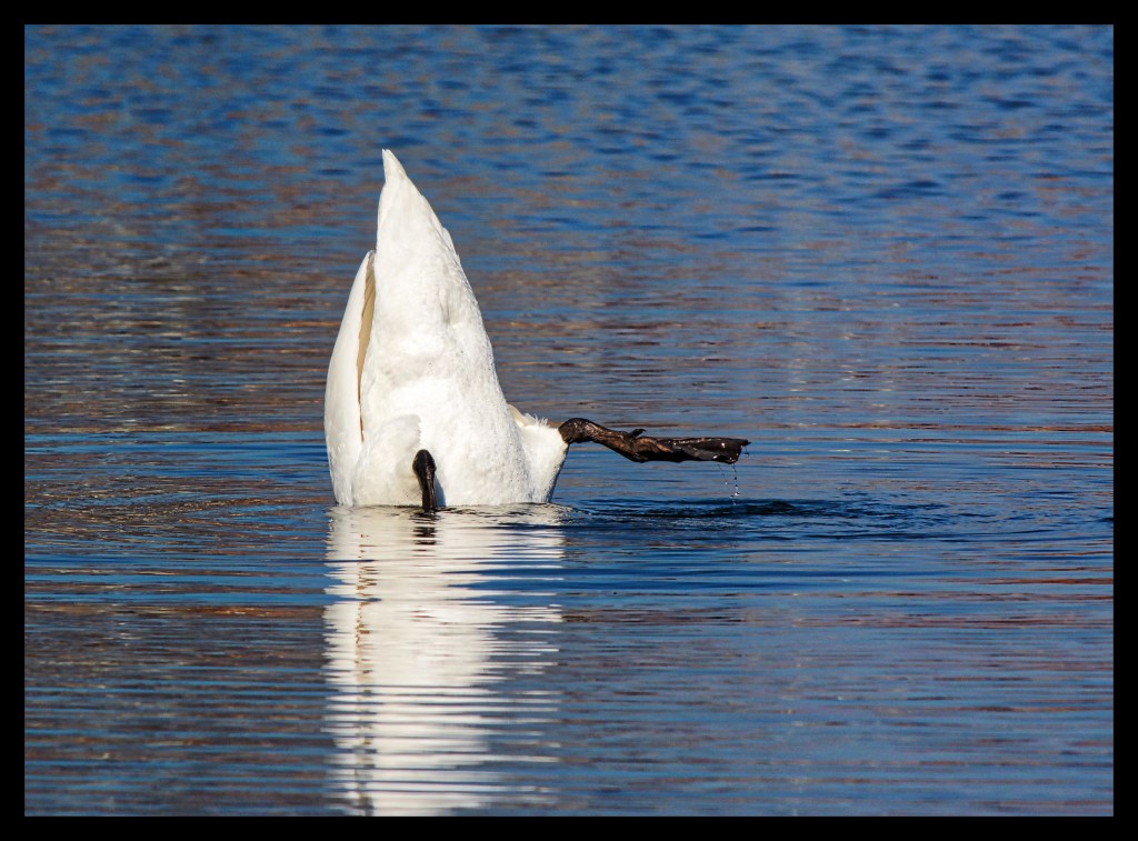 A Swan High&nbsp;Five