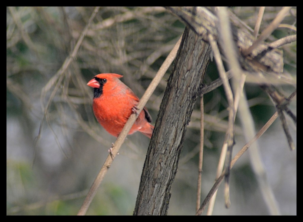 Nature’s Musings About Daylight Saving Time
