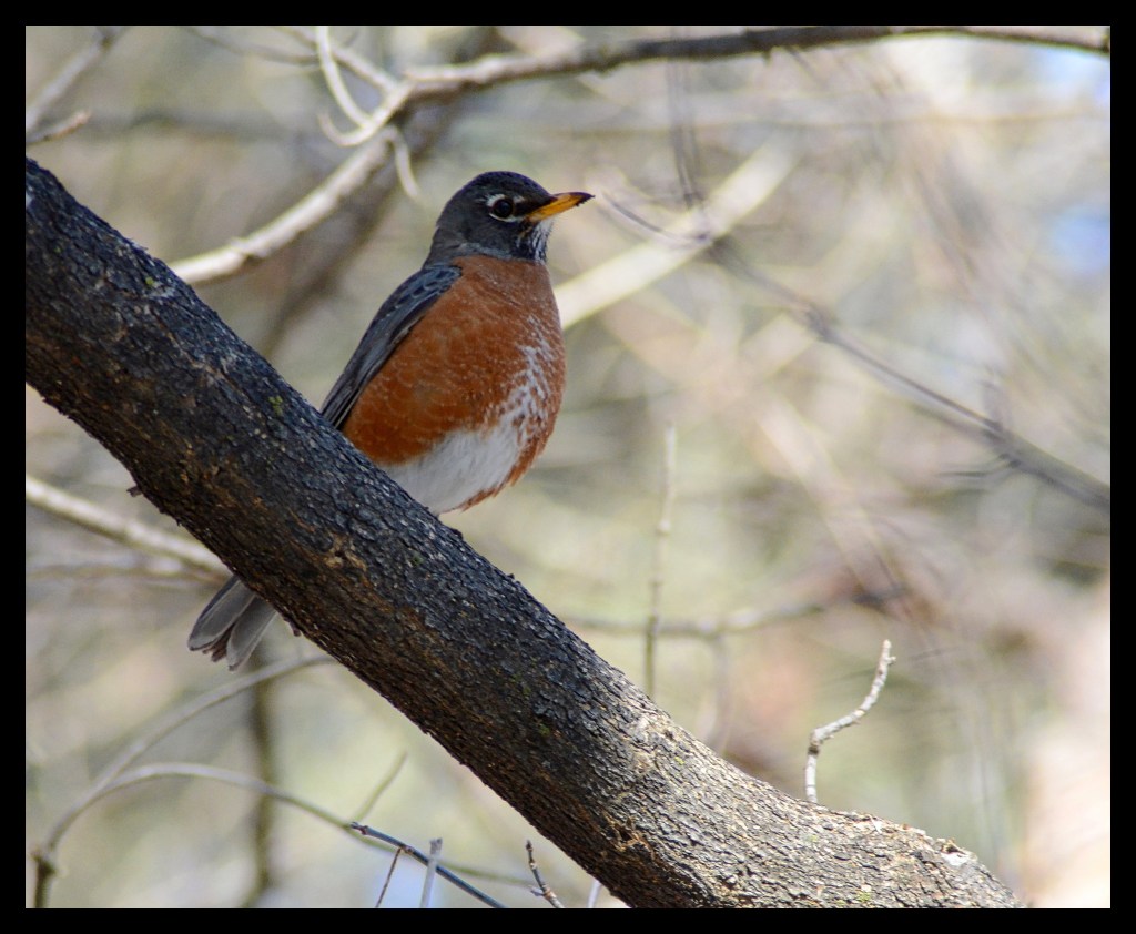 Robin – Fifty Word Story