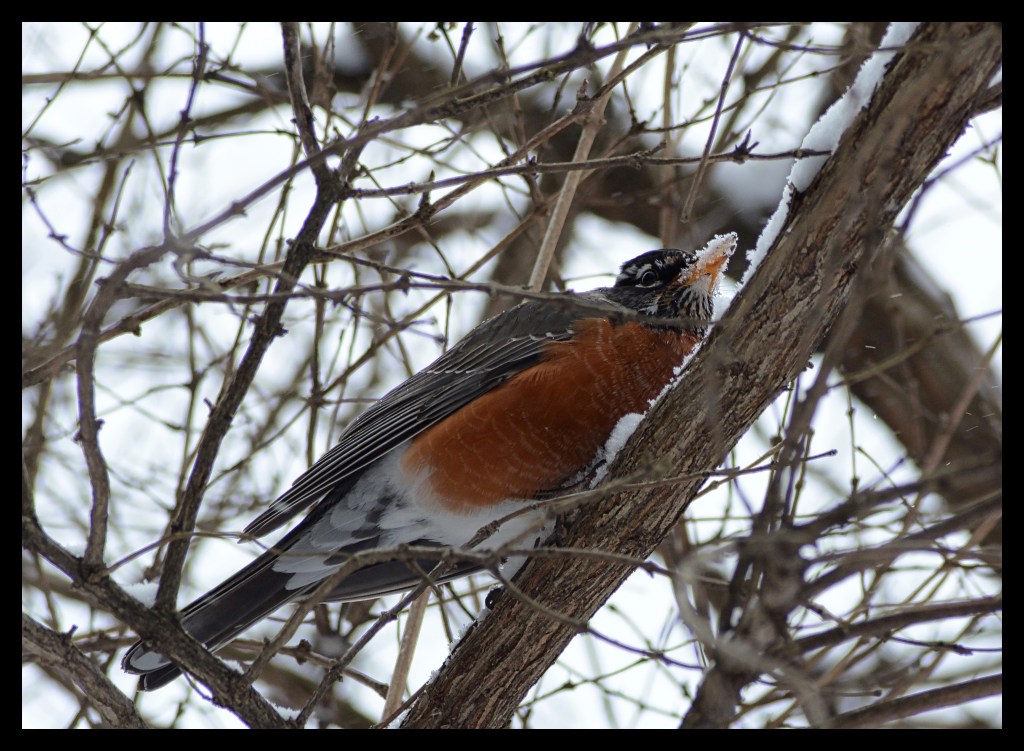 One Last Frolic In The&nbsp;Snow