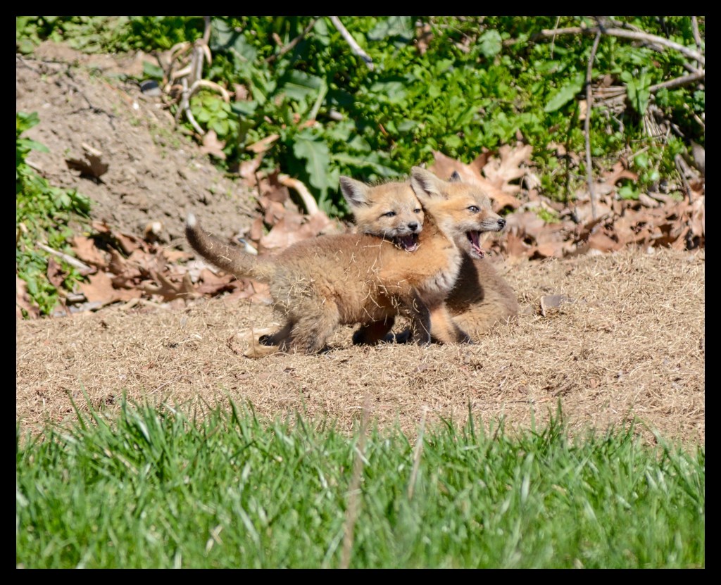 Young Foxes Playing At The&nbsp;Park