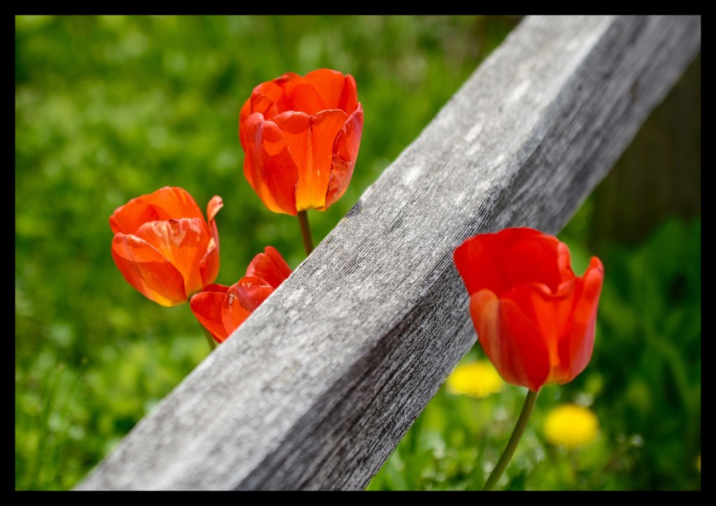 Things That Start With&nbsp;F