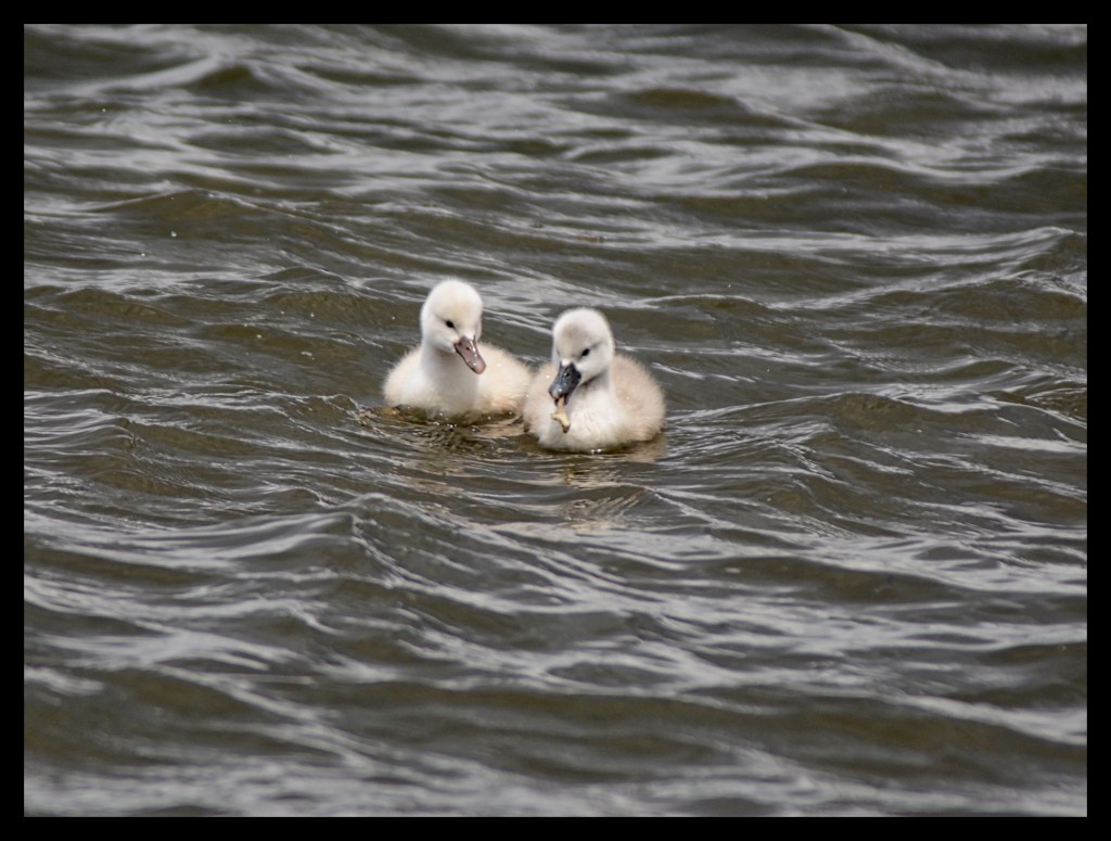 Still Learning To&nbsp;Share