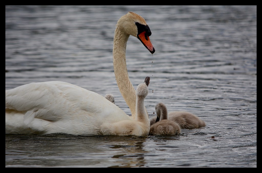 Breakfast With The Swans