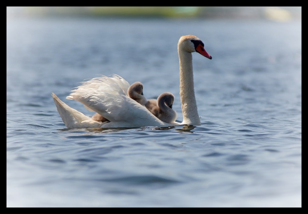 Dance Of The Little&nbsp;Swans