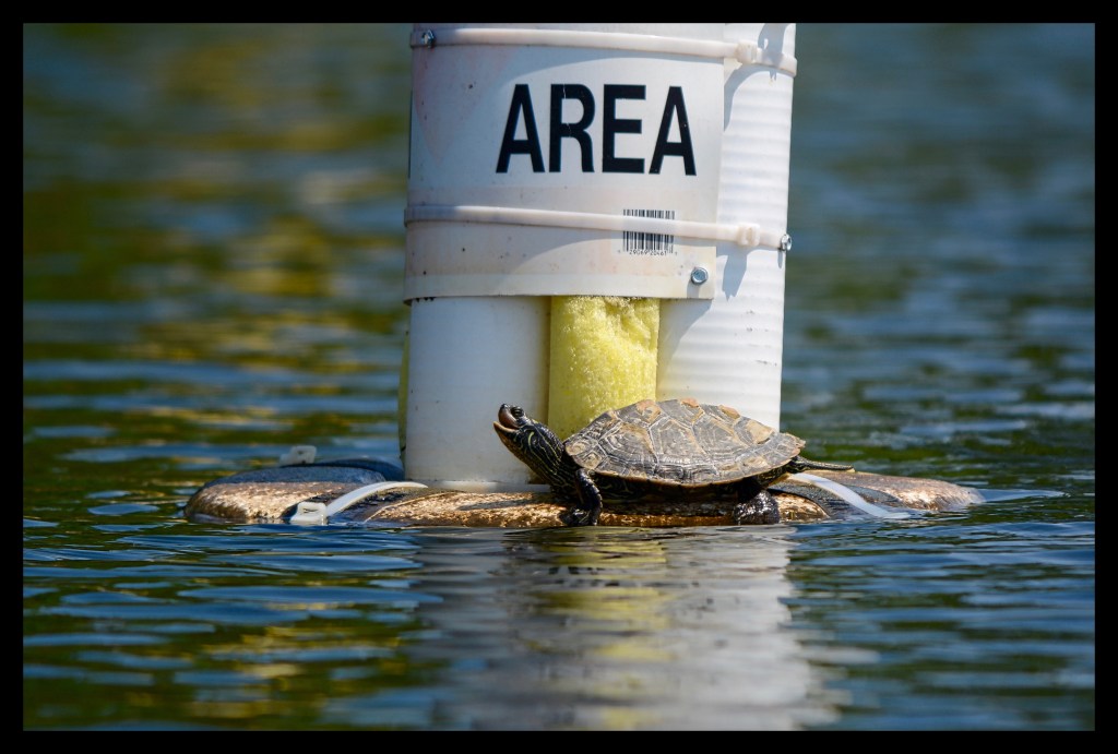 Girls Just Want To Have Fun