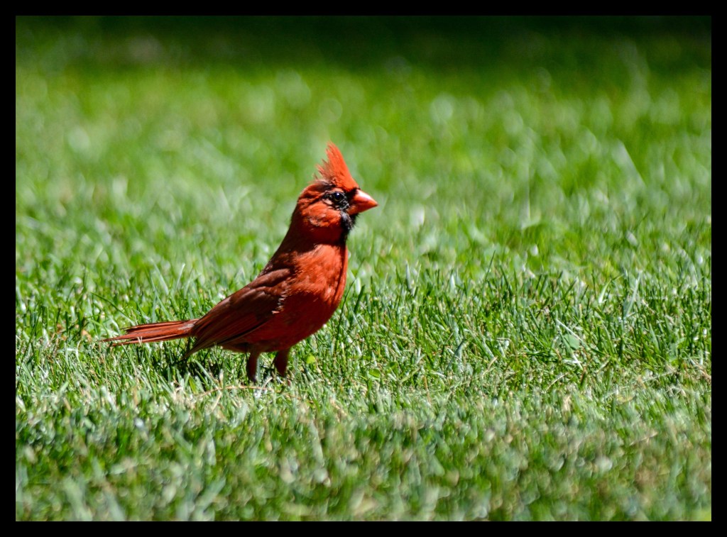 Green, Green Grass Of&nbsp;Home