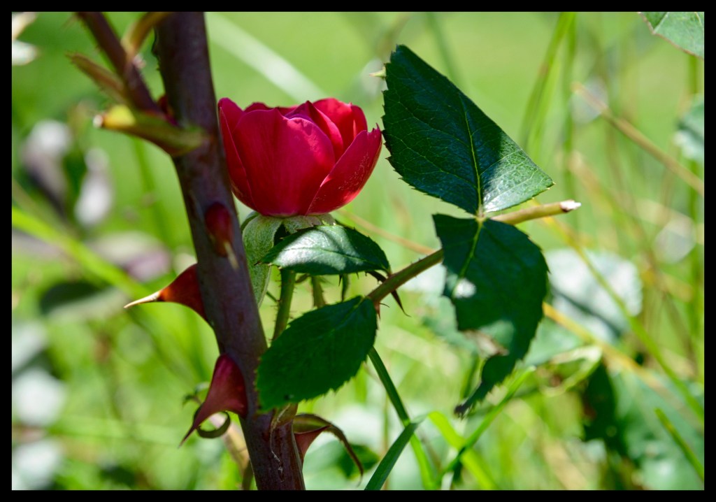 Every Rose Has Its&nbsp;Thorn