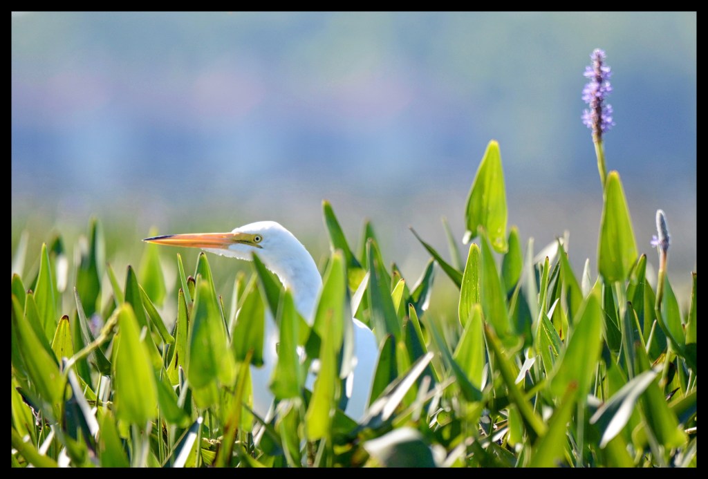 A Few Photos And Thoughts About Summer&nbsp;Days