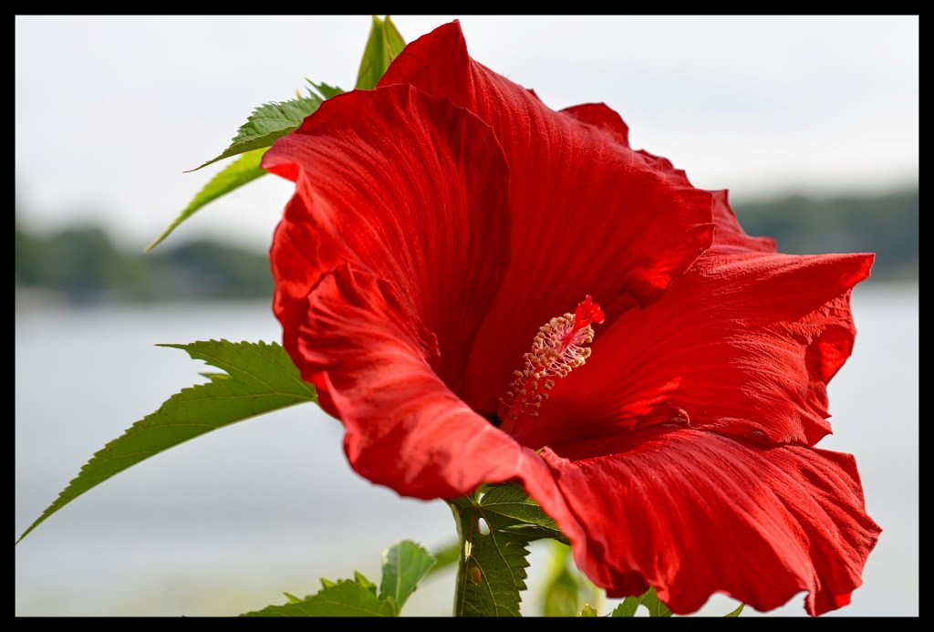 The Lovely Hibiscus