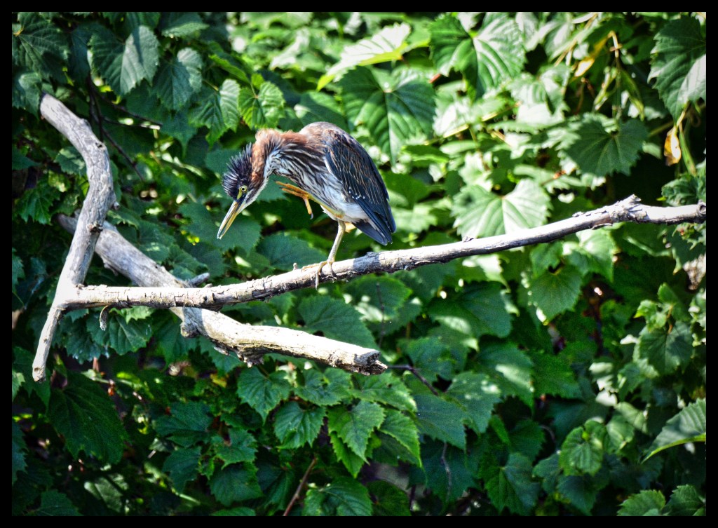 Gonna Rock This&nbsp;Town