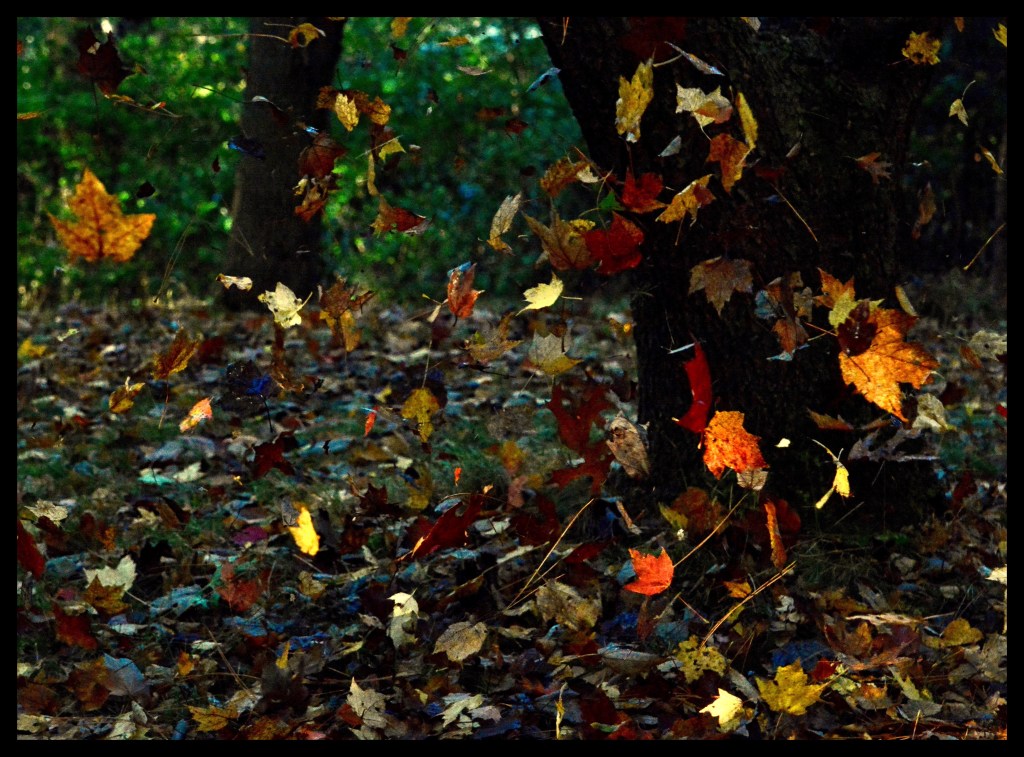 Watch The Leaves&nbsp;Turn