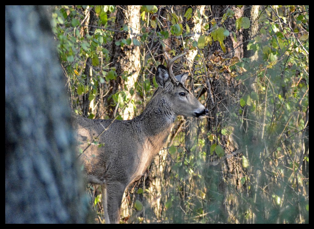 White-Tailed Deer