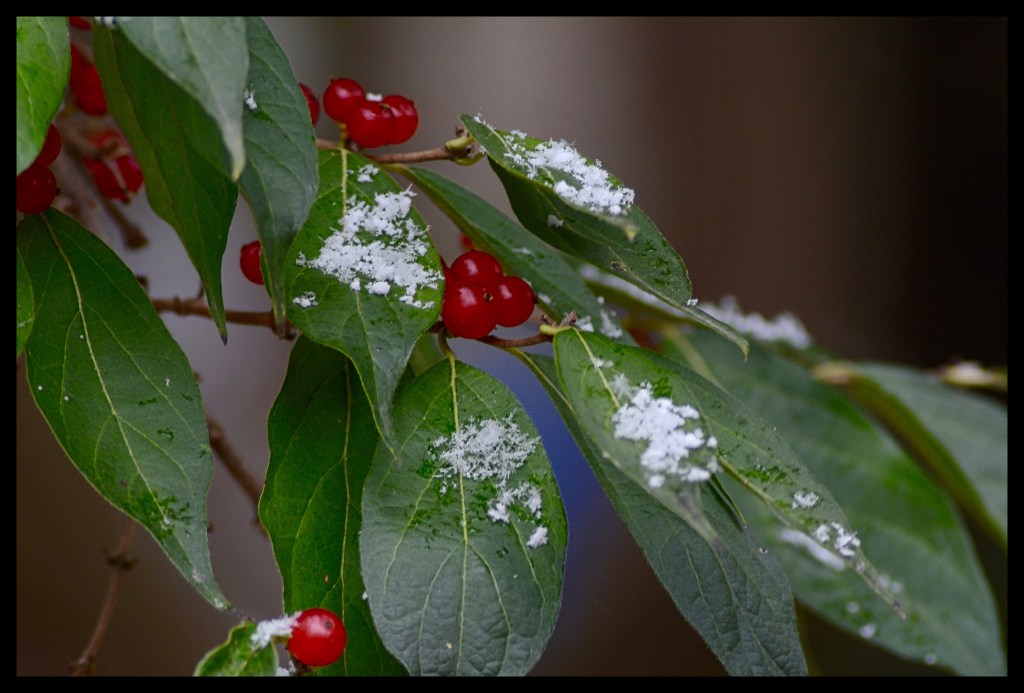 Red Berries And&nbsp;Snow