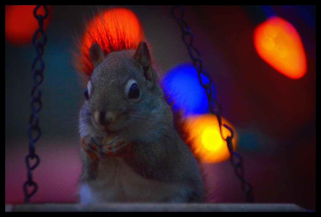 Dining By Christmas Lights