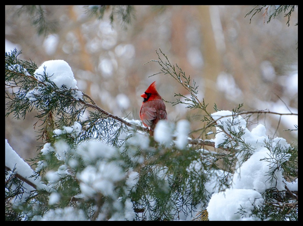 I Wonder If The Snow Loves The&nbsp;Trees