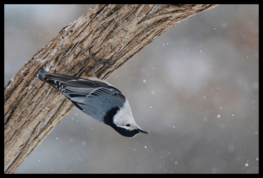 I Think I Got Cabin&nbsp;Fever