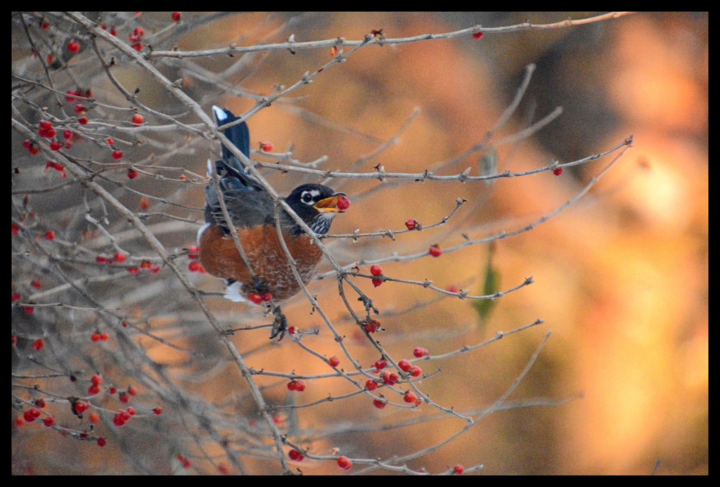 I Would Love To Join You Outdoors, But It Is Too&nbsp;Cold!!!