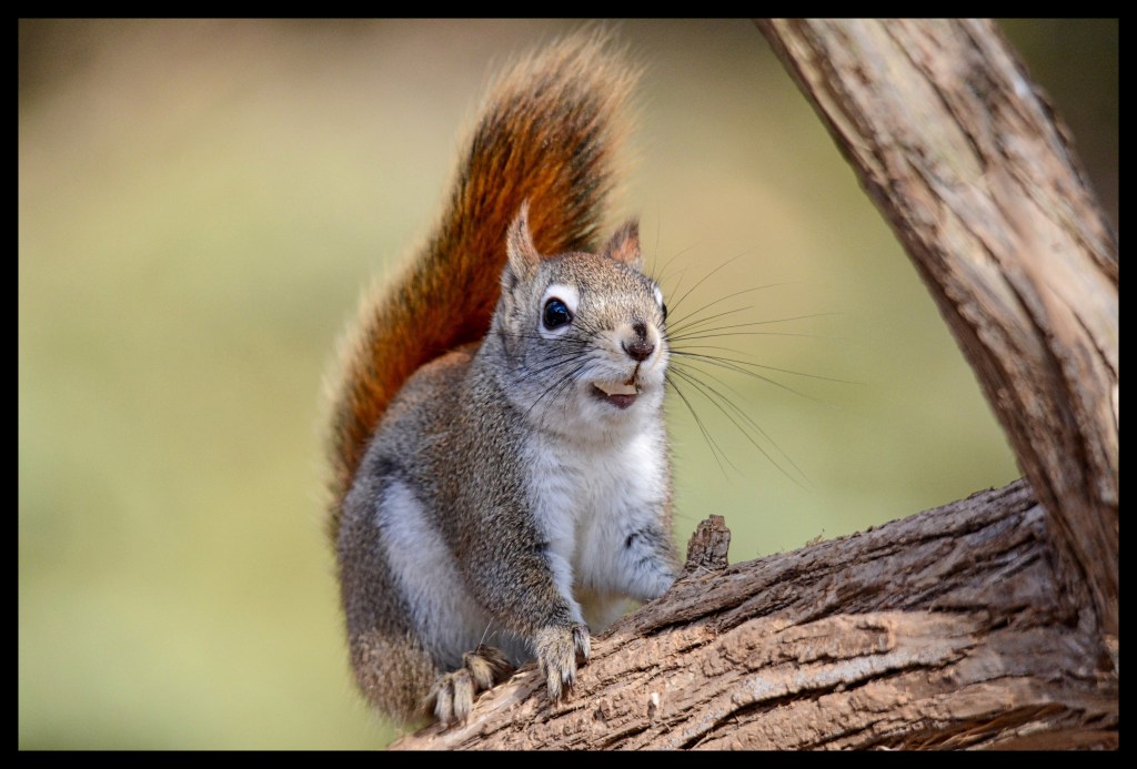 Don’t Double Dog Dare&nbsp;Me