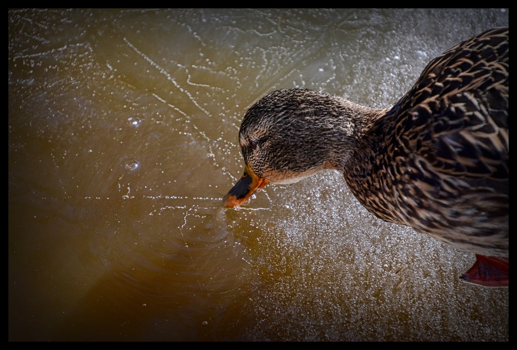 The Ice We Skate Is Getting Pretty&nbsp;Thin