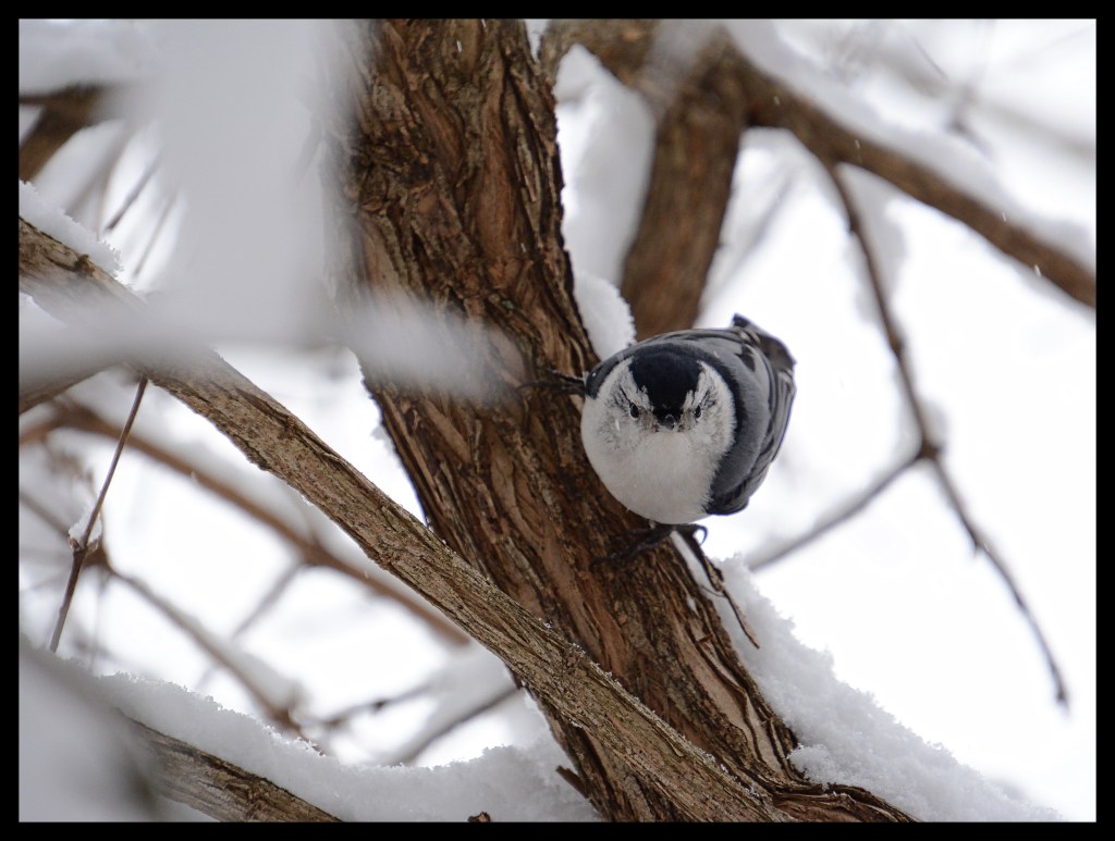 More Snow And The Birds Are At The Breaking&nbsp;Point