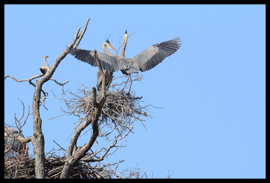Overheard At The&nbsp;Rookery