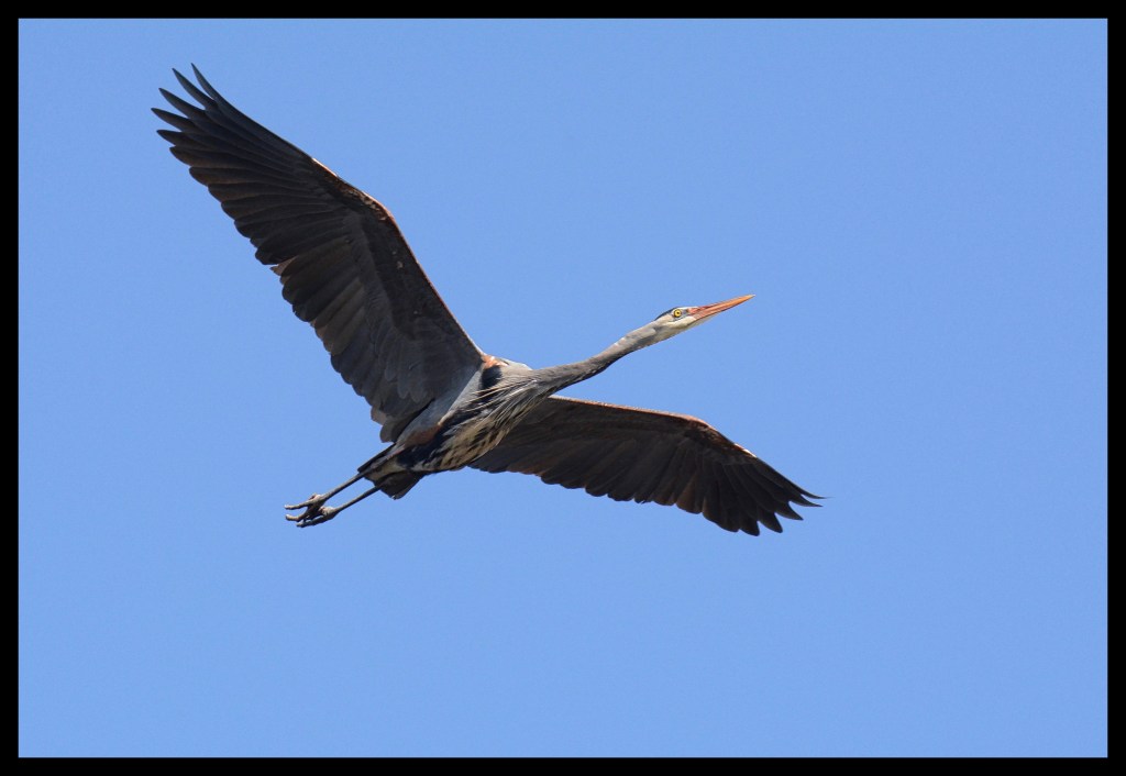 Got To Be Birds Flying Higher In A Sky More Blue
