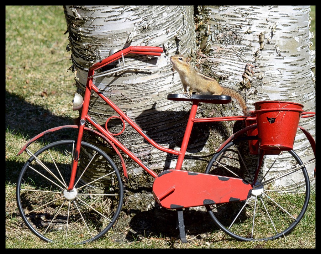 I Want To Ride My&nbsp;Bicycle