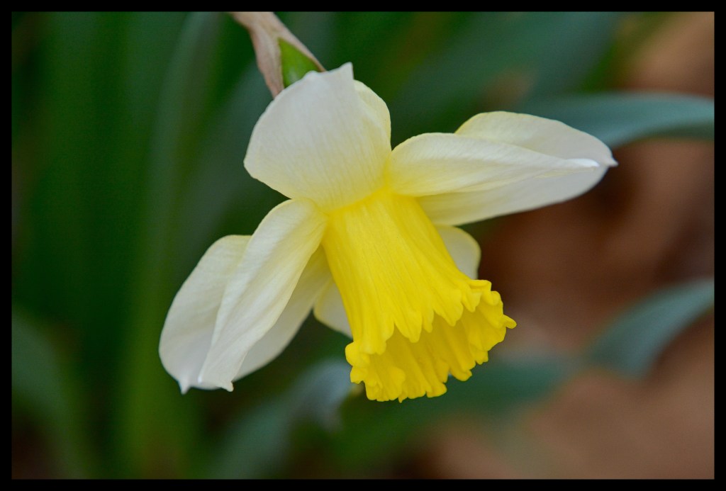 Daffodil