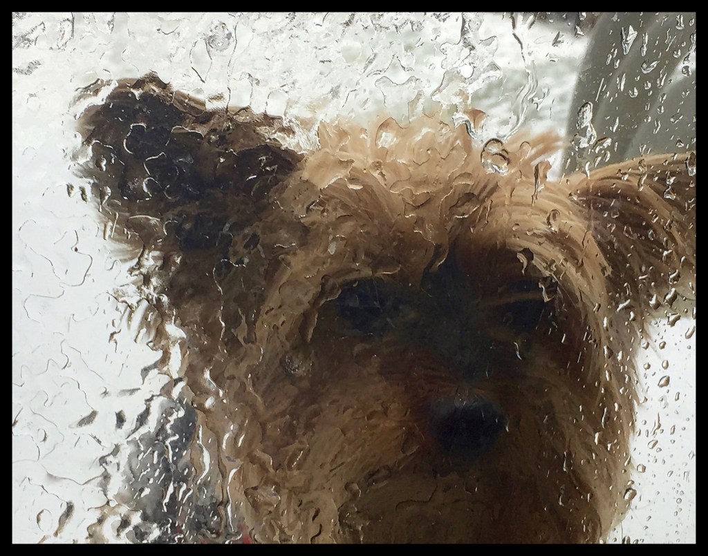 Who Let The Dogs Out