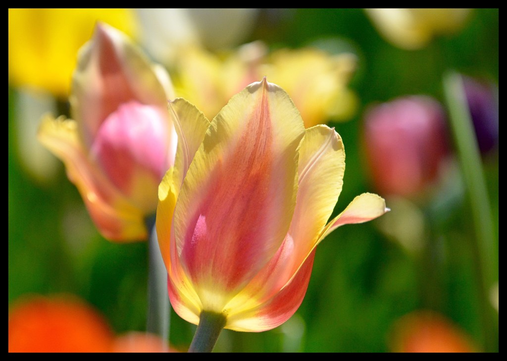 I See Your True Colors Shining&nbsp;Through