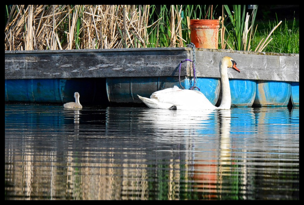 Are You Gonna Go My&nbsp;Way?