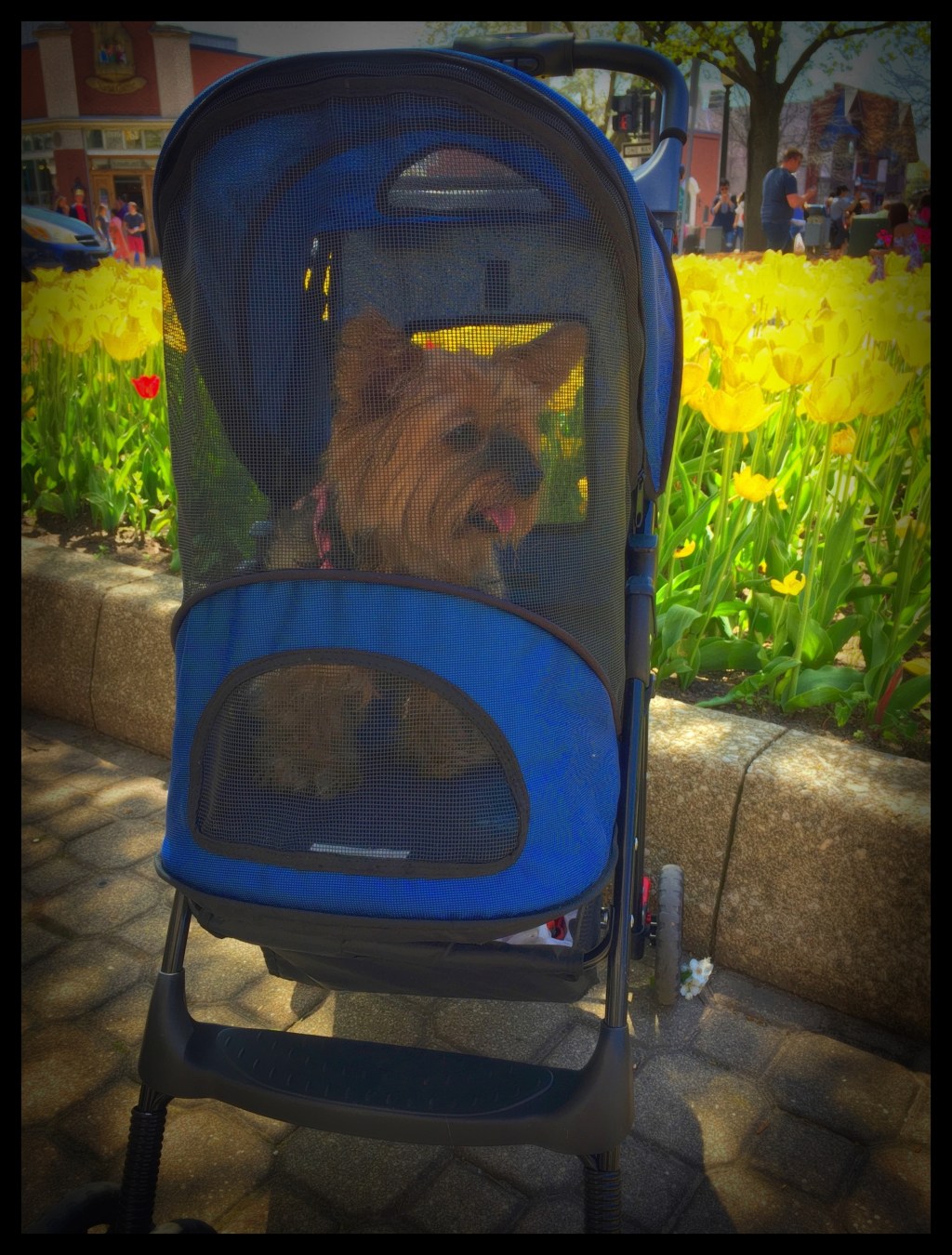 I Want My Dog To Live&nbsp;Longer