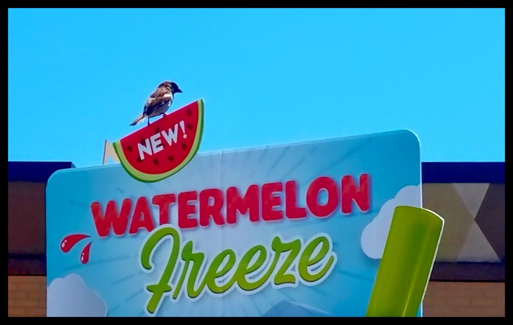 Summer In The&nbsp;City