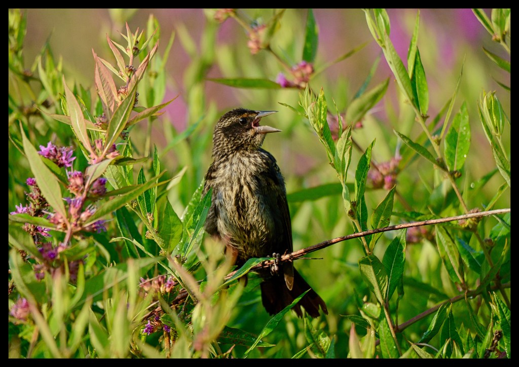 Ooh Ooh Ooh Ooh Ooh Ooh Ooh&nbsp;Ooh