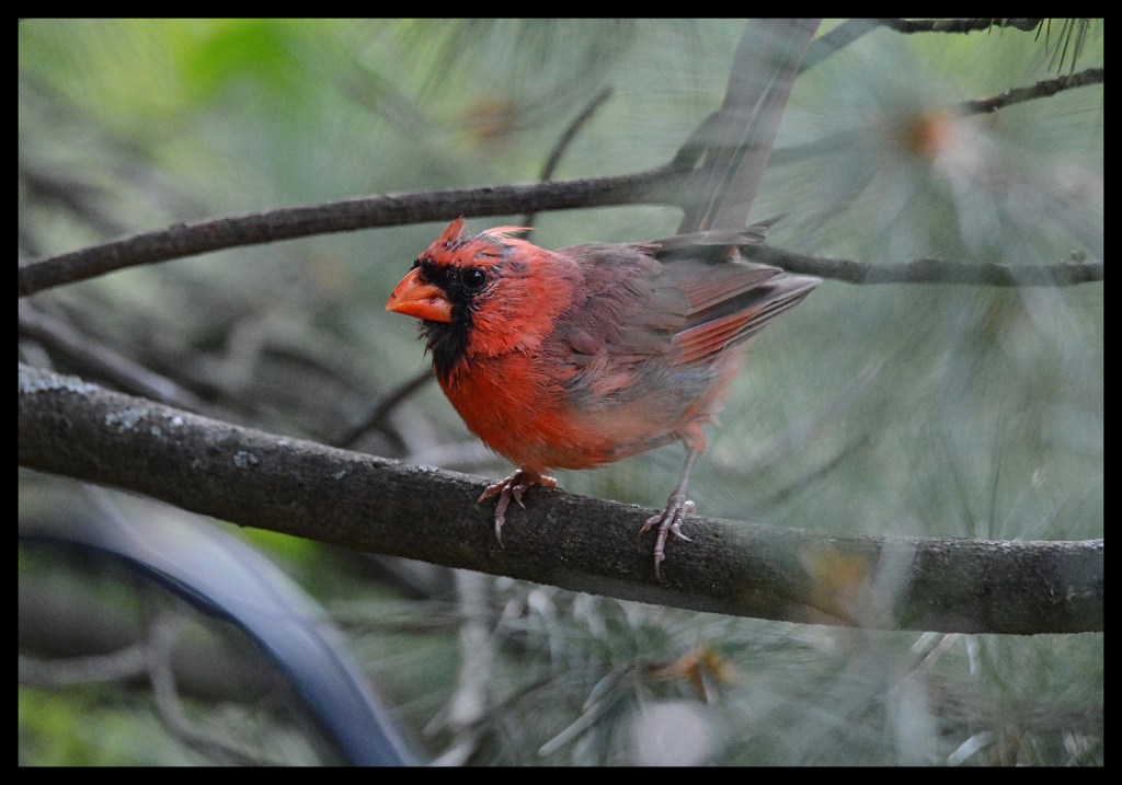 Red, Red Cardinal, Stay Close To&nbsp;Me
