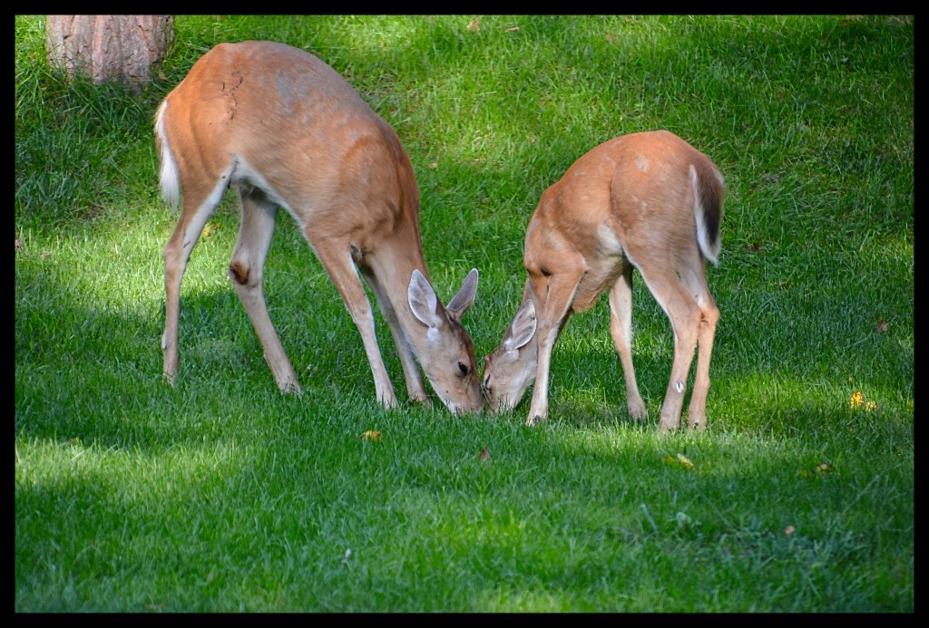 The Joys Of Fall&nbsp;Cleanup
