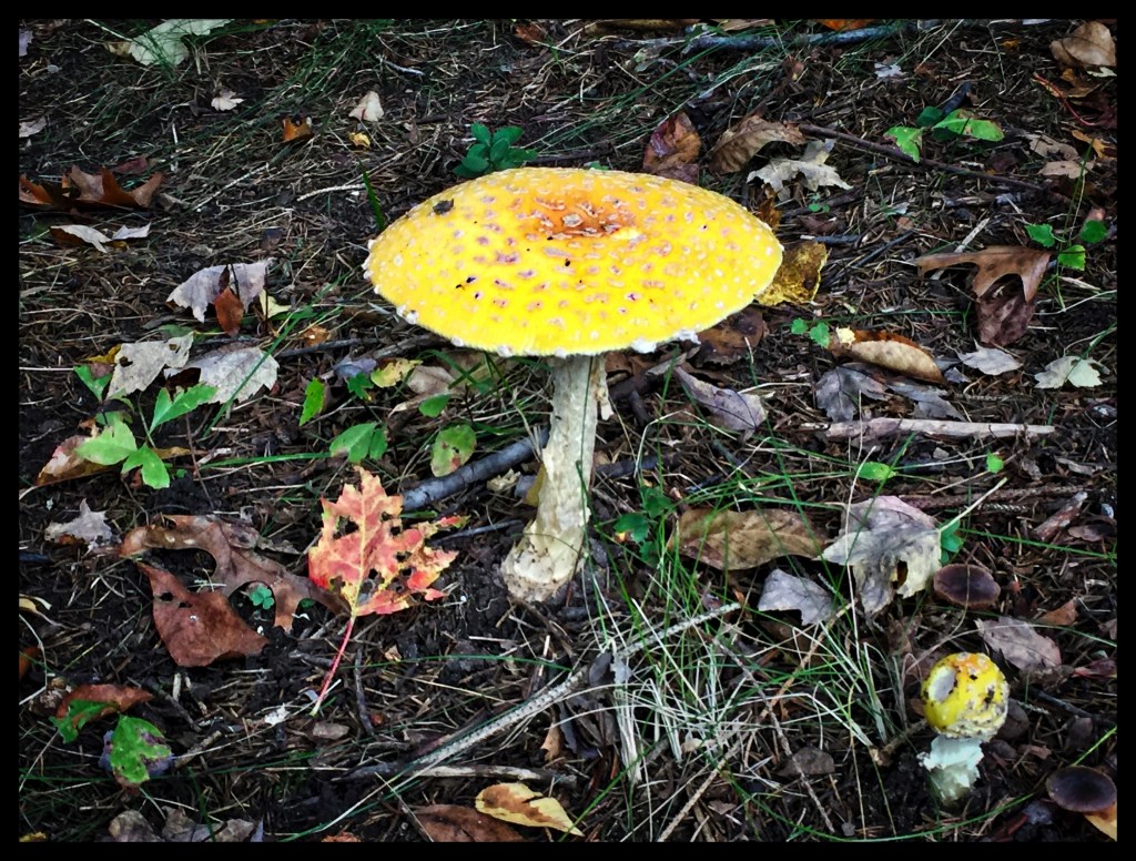 Silent Sunday – Oh Sweet&nbsp;Fall