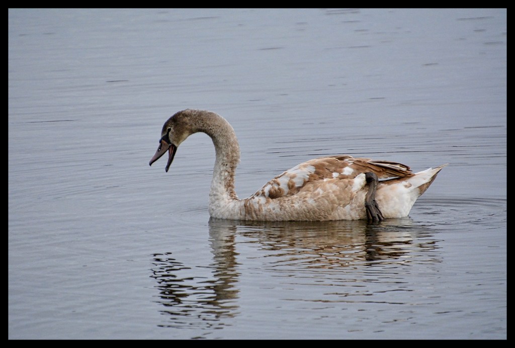 If I Could&nbsp;Sing…