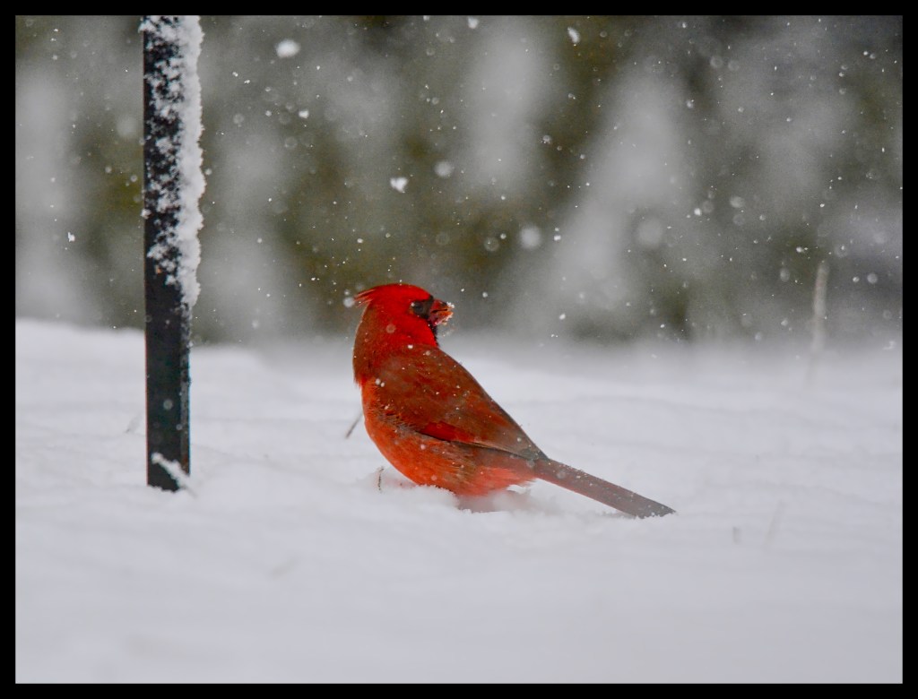 Let It Snow! Let It Snow! Let It&nbsp;Snow!