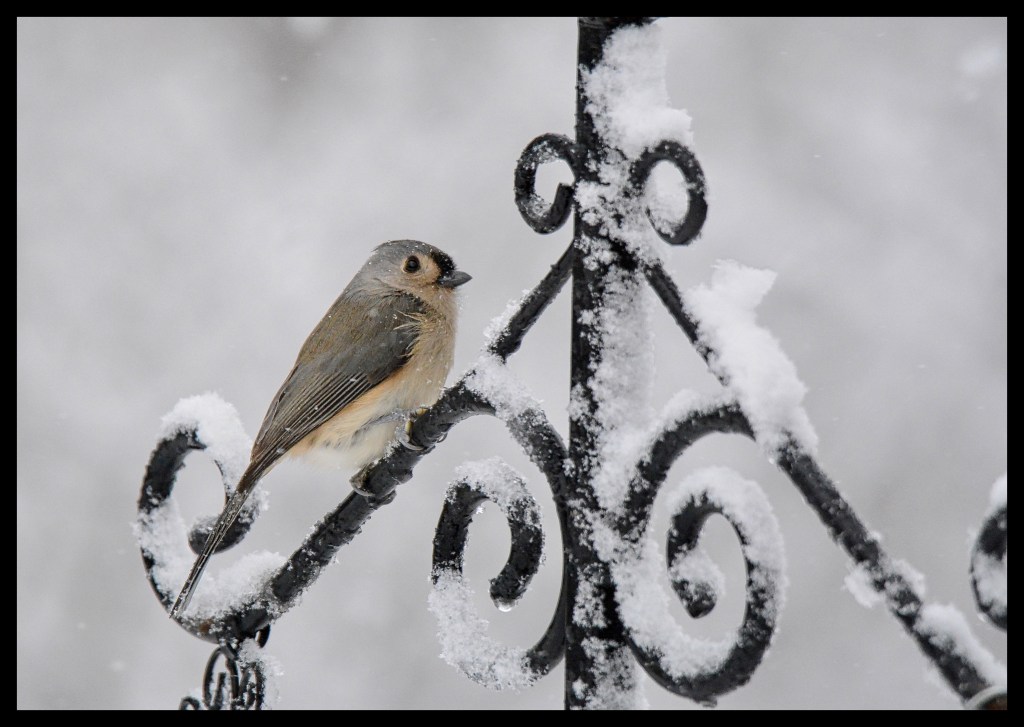 Gone Away Is The Bluebird, Here To Stay Is A New&nbsp;Bird