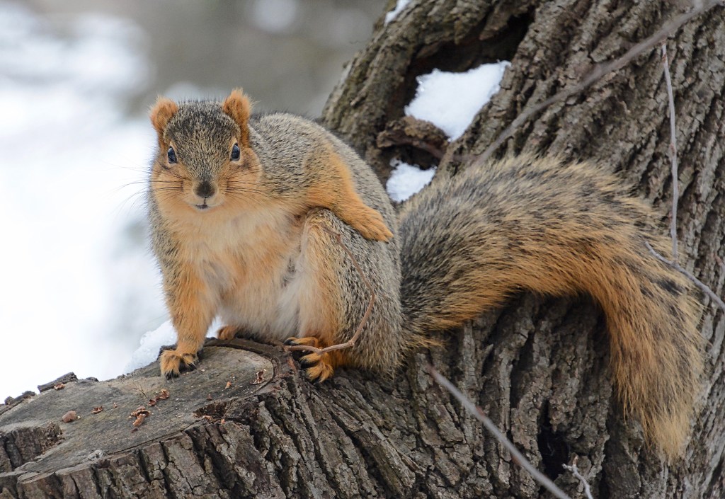 Advice From A Squirrel