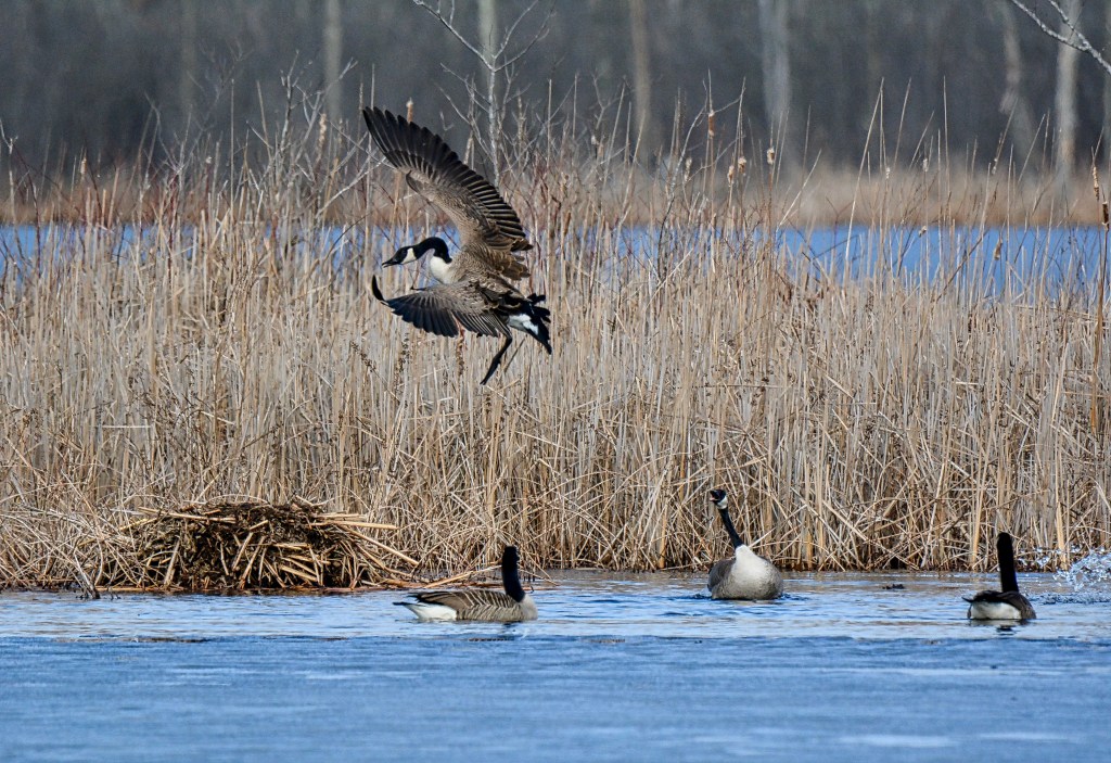Fighting Over The Love&nbsp;Shack