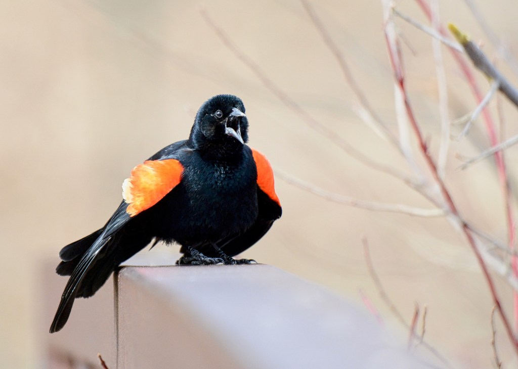 I’m Just A Poor Boy And Nobody Loves&nbsp;Me