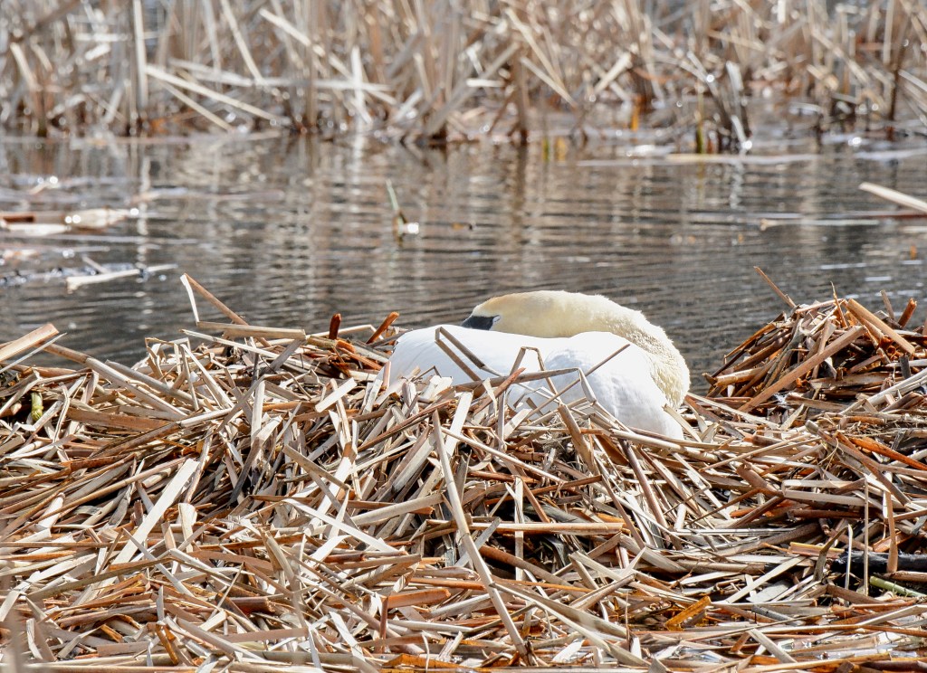 Dream A Little&nbsp;Dream