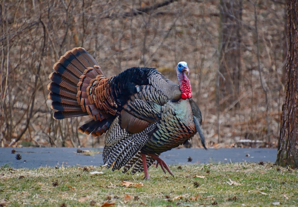 He Loves To&nbsp;Strut