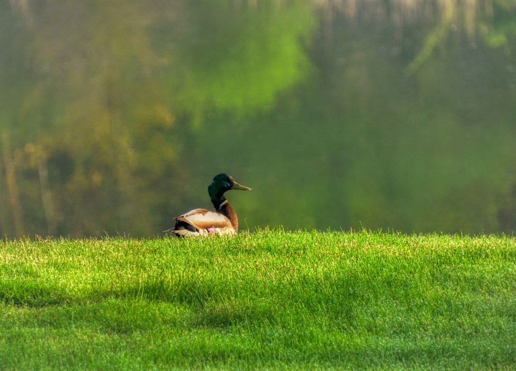 Sometimes I Go Out By Myself And I Look Across The&nbsp;Water