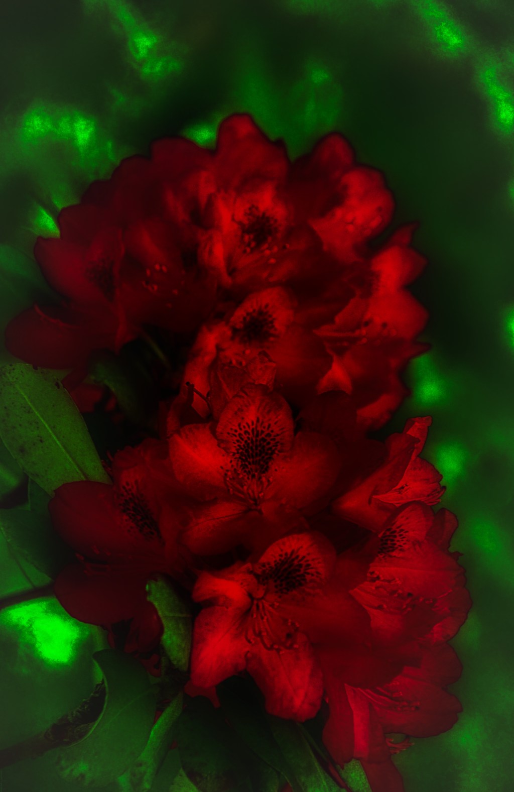 Life Is Simple, It’s Either Cherry Red Or Midnight&nbsp;Blue